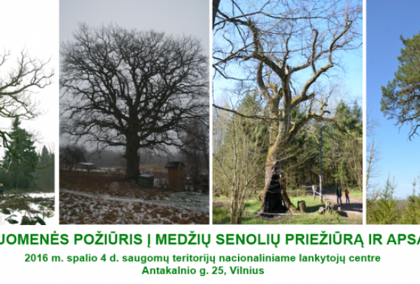 Konferencija apie medžių senolių priežiūrą ir apsaugą