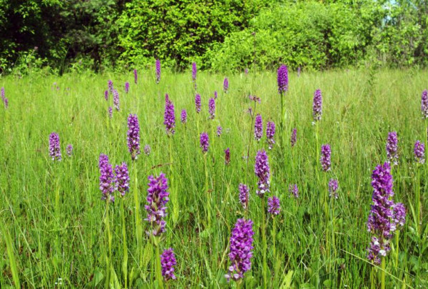 Gelbėkime lietuviškas orchidėjas!