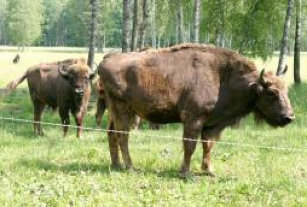 Perkelti stumbrus – nelengvas iššūkis gamtosaugininkams