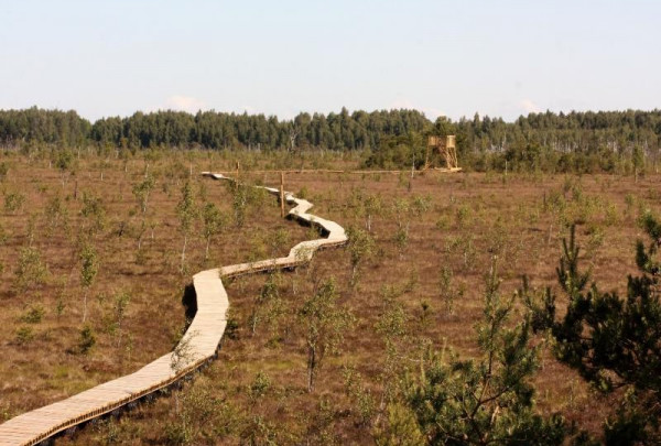 Paslaptingąją Aukštumalos pelkę galėsite perbristi nesušlapę kojų