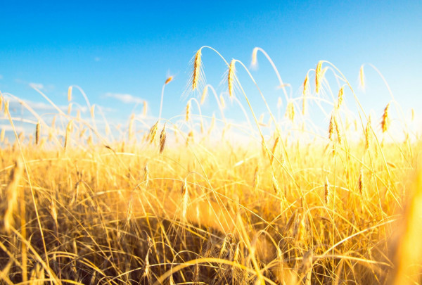 Agroinovacijos ir maisto technologijos.jpg