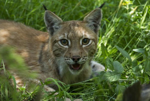 Į laisvę iškeliavo lūšys